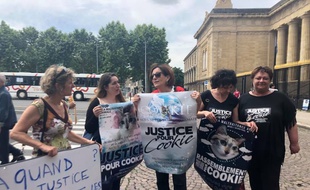 Une centaine de personnes ont participé à la marche blanche en la mémoire de Cookie, chatte de 2 ans défenestrée à Bordeaux