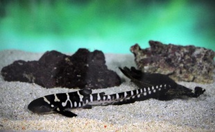 Un requin zèbre est né, pour la première fois en Europe, à Océanopolis, le parc de découverte des océans de Brest, et d'autres devraient éclore dans les semaines à venir, a-t-on appris jeudi auprès du centre.
