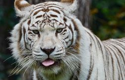 La femelle tigre blanc « s’est endormie » du zoo de la Flèche