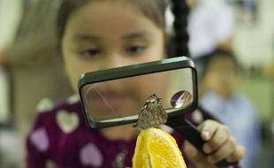 Une petite fille observe un papillon.