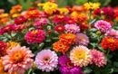 Seules ces fleurs incontournables à installer fin juillet promettent un jardin explosif à la rentrée