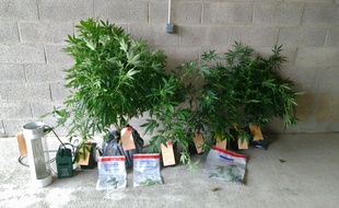 Les gendarmes sont tombés par hasard sur cette petite culture de cannabis.