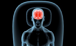 Illustration: le cerveau humain.
