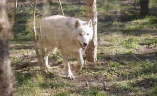 Les autorités françaises ont relevé fin 2018 le quota d'autorisations d'abattage de loups, de 43 à 51 bêtes pour l'année.