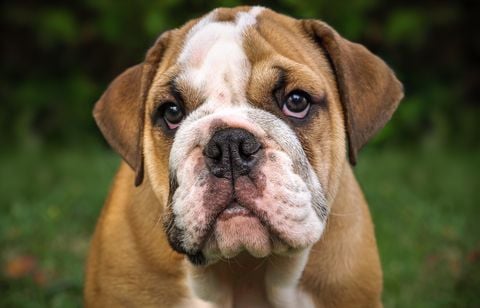 À Poitiers, un bouledogue attaque un vigile, son maître condamné
