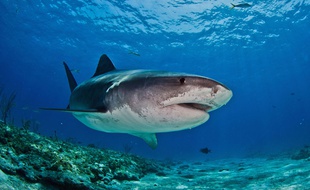 Un requin-tigre au large des Philippines.