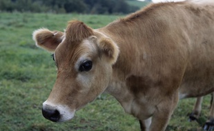 Illustration d'une vache dans un champs.