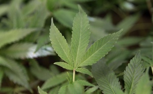Illustration d'un plant de cannabis.