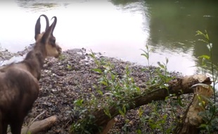 Ce chamois a été filmé à Schiltigheim, au bord de l'Ill (capture d'écran).