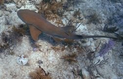 Un requin orange repéré au large du Costa Rica, une grande première