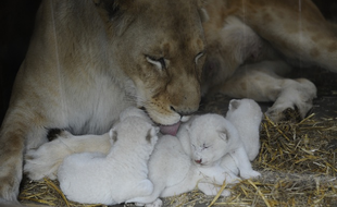 Les cinq lionceaux blancs au zoo d'Amnéville. AFP