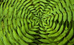 Vous ne verrez plus la fougère et les autres plantes du même œil.