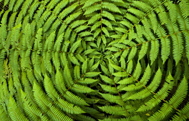 Les plantes sont-elles intelligentes ? 640x410_verrez-plus-fougere-autres-plantes