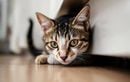 Pourquoi votre chat fuit-il les câlins cet été ? Découvrez les raisons cachées et comment éviter les frais vétérinaires