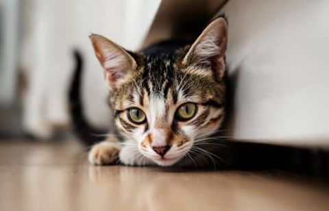 Pourquoi votre chat fuit-il les câlins cet été ? Découvrez les raisons cachées et comment éviter les frais vétérinaires