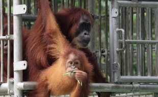 Photo transmise le Sumatran Orangutan Conservation le 10 janvier 2015 montrant Gober, une femelle orang-outan et son petit sur le point d'être relâché dans une forêt tropicale à Aceh, en Indonésie