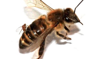 Image d'une abeille avec le fameux parasite prise à l'Université de San Francisco.