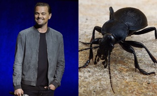 Un coléoptère découvert en Malaisie a été baptisé Grouvellinus leonardodicaprioi pour saluer le travail environnemental de la fondation Leonardo DiCaprio.