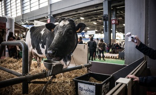 Une vache au Salon International de l'Agriculture, à Paris, Porte de Versailles, le 23 février 2019