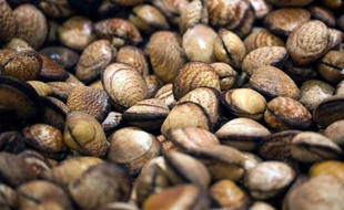 Illustration de coquillage