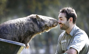 Patrick, un wombat en captivité dans un parc australien, fête ses 30 ans cette semaine.