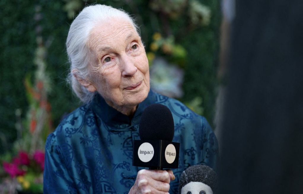 La célèbre primatologue britannique Jane Goodall est morte à 91 ans