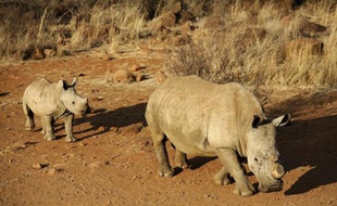 Un rhinocéros à la corne coupée suivi de son petit