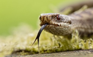 Le serpent a probablement été «cueilli» mécaniquement en même temps que les haricots.