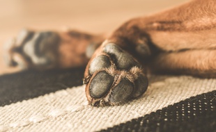 La chienne a été gardée 5 mois dans une cave