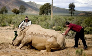 Chasseurs, petits trafiquants, fonctionnaires corrompus, propriétaires de réserves: le braconnage des rhinocéros d'Afrique du Sud s'appuie sur une organisation criminelle sophistiquée, comparable à des mafias avec leurs importants moyens, hélicoptères, fusils de gros calibre ou armes de guerre.