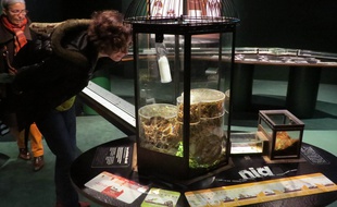 L'observation des fourmis dans leur vivarium est l'atout principal de l'exposition.