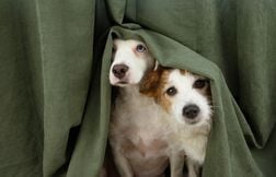 Reconnaître les cinq réactions de peur chez un chien