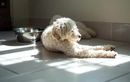 Chaleur extrême : quels sont les vrais dangers pour la santé de votre chien en été ?