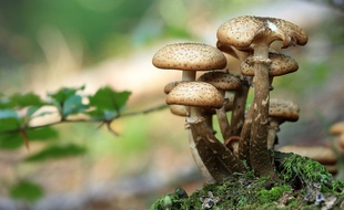 Illustration de champignons.