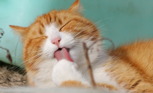 Image d'illustration d'un chat.