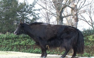 Kate, une yack femelle, est arrivée le 1er mars 2011 à la Ménagerie du Muséum national d'histoire naturelle de Paris pour tenir compagnie à un monsieur yack esseulé.