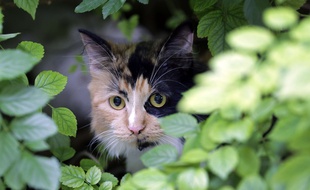 Les chats sauvages menaceraient de nombreuses espèces en Australie (photo d'illustration).