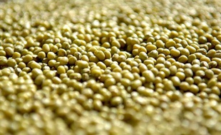Des graines de soja vert, également appelé haricot mungo, souvent consommées comme graines germées.