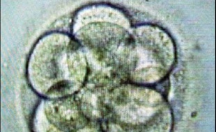 Le Sénat américain a adopté mercredi soir un projet de loi visant à favoriser la recherche sur les cellules souches embryonnaires, défiant une nouvelle fois une menace de veto présidentiel.