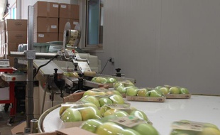Dans l'exploitation de Marc Fauriel, dans la Drôme, une chaîne spéciale de tri et d'emballage des pommes bio destinées à la grande distribution a été installée.
