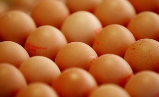 Plusieurs dizaines d'exploitations agricoles allemandes sont soupçonnées d'avoir vendu des oeufs sous l'appelation bio ou de plein air, alors qu'elles n'en respectaient pas le cahier des charges, a fait savoir lundi le ministère de l'Agriculture.