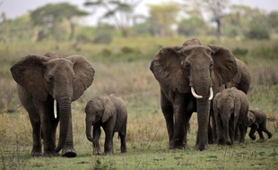 Des éléphants dans la réserve du Serengeti en Tanzanie le 25 octobre 2010