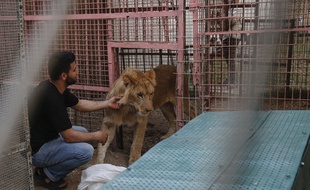 Les animaux du zoo de Gaza ont été endormis avant le transfert.