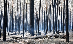 Des troncs d'arbres calcinés après un incendie dans une forêt à 350 km au nord de Sydney, le 10 novembre 2019.