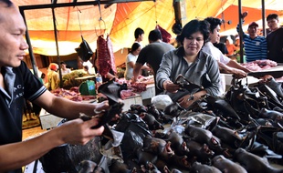 Sur l'île des Célèbes, le marché de Tomohon est connu pour son choix d'animaux exotiques à consommer, notamment des chauve-souris.