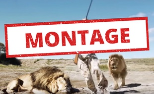 Cette vidéo montrant des chasseurs attaqués par un lion est un montage.