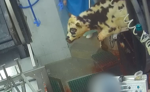 L'association de protection animale pointe des infractions à la réglementation en vigueur dans un abattoir de Dordogne.