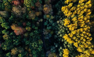 Une forêt vue du ciel sous les couleurs de l'automne. (Photo illustration).