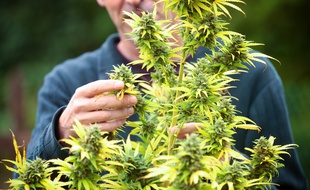 Marseille le 21 octobre 2012 - Illustration sur la culture du cannabis