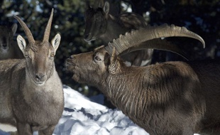 Des bouquetins dans les Alpes.